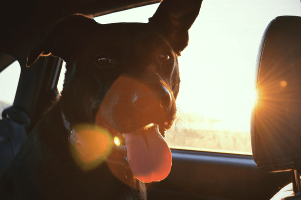 happy-dog-in-car-interior